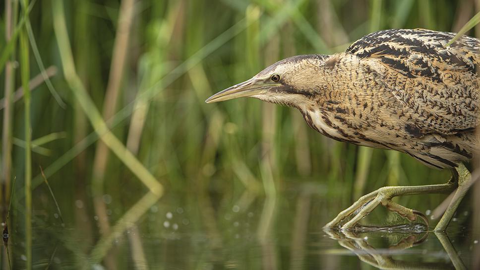 Bittern standing in pond with reeds behind