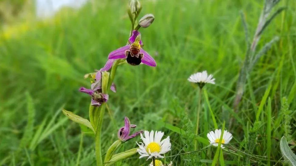 Close up of orchid in grass