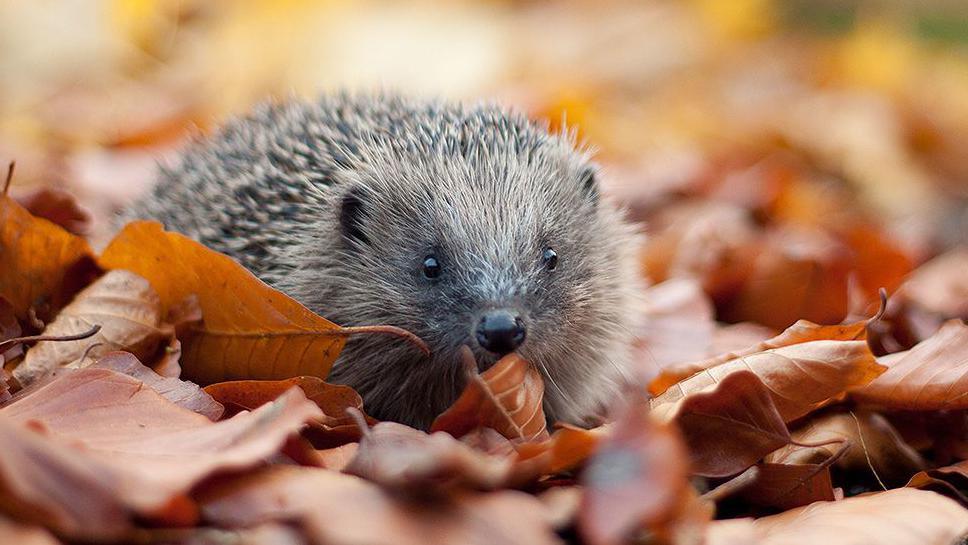 Hedgehog in some autumn leaves