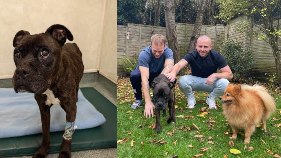 Two images side by side of a boxer dog with a bandager on her leg next to an image of two men in a garden with the same dog and a brown Pomeranian dog. 