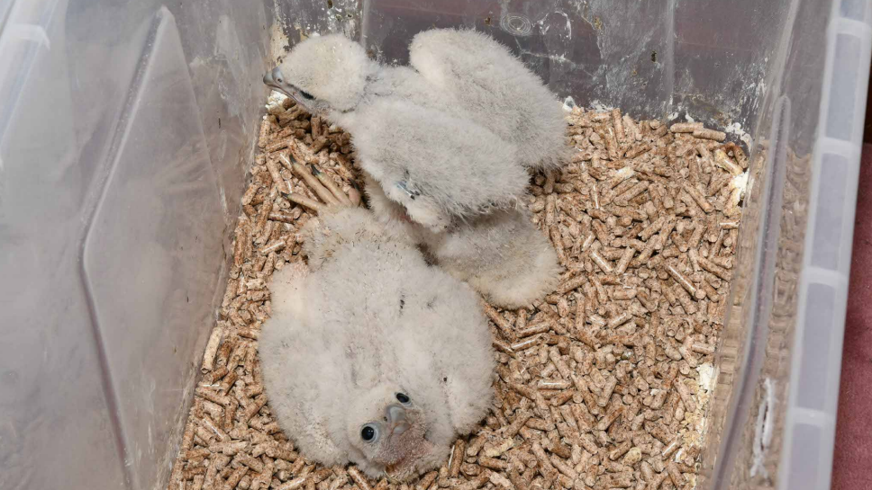 Two peregrine falcon chicks looking helpless in a clear plastic container