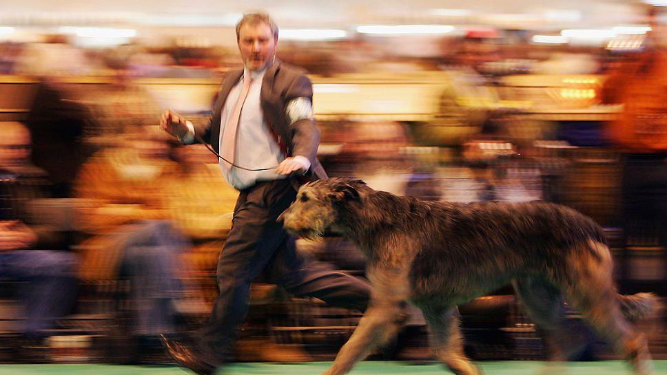 A man is wearing a navy suit and pink tie and is running with his Irish Wolfhound during one of the competitions. Behind him the spectators are sitting but they are blurred as the man runs past them.