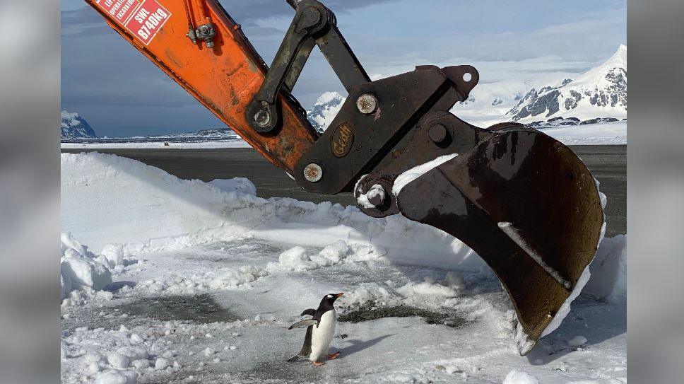 A penguin standing next to an orange excavator which is empty but leaning towards the ground to pick up snow. The penguin looks like it's ready to jump inside it.