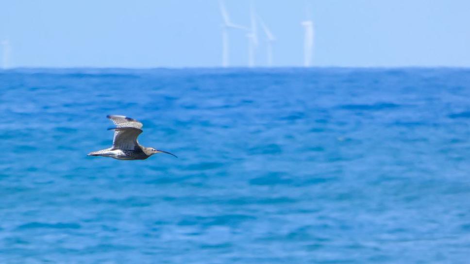 a bird with a long thin beak flying over blue water.