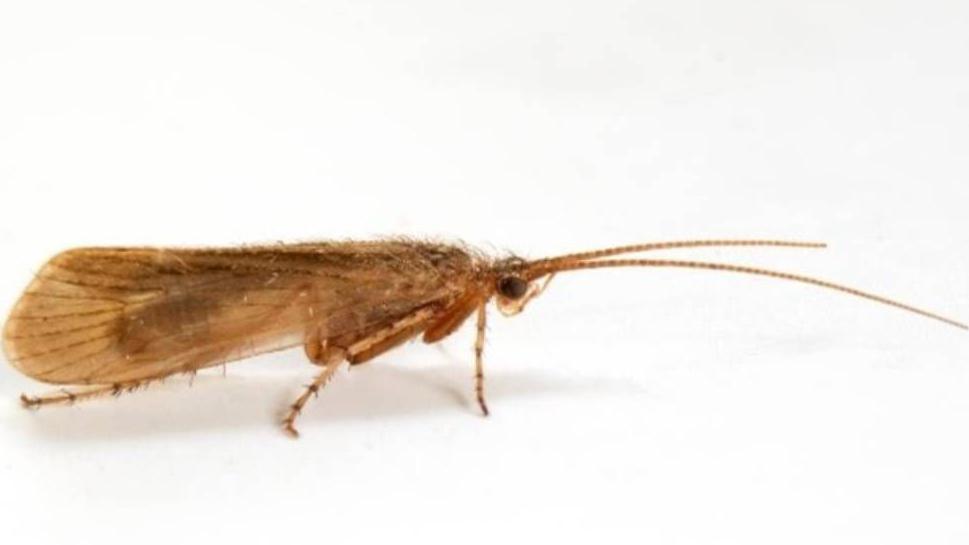 A brown Caddisfly, which looks like a moth and has long antlers