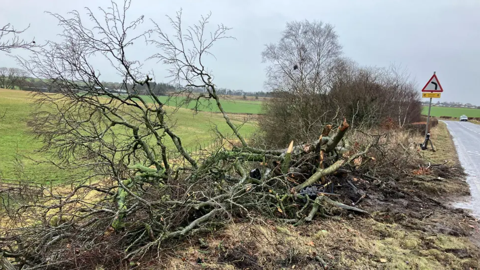 A fallen tree by the side of the road in East Ayrshire. The tree has many branches and is piled on the side of the road. Its branches are brown and green. Behind it is a green field. A sign warning of a left turn ahead is in the background.