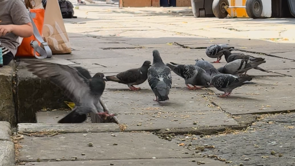Pigeons gathering on the pavement