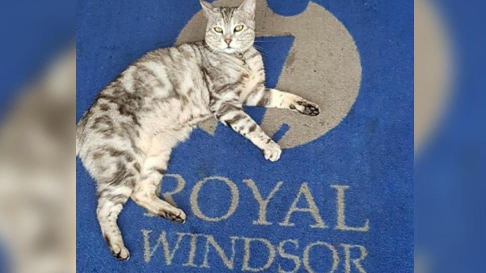 Dexter, a bengal black and grey cat, seen lying on a Royal Windsor Information Centre blue and grey carpet.
