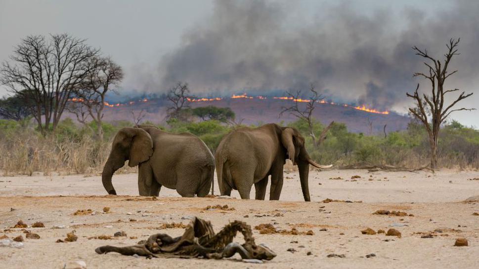 African elephants at a watering hole with a fire in the distance