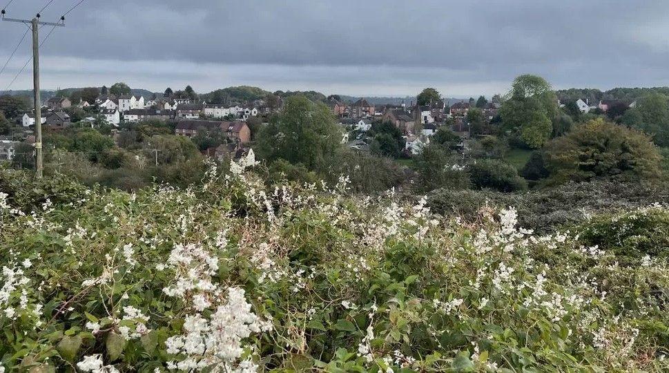 Flowers on the land