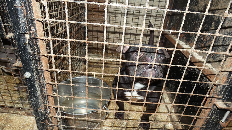 A small brown dog standing in a cramped metal cage beside a bucket of water looks up out of the cage.