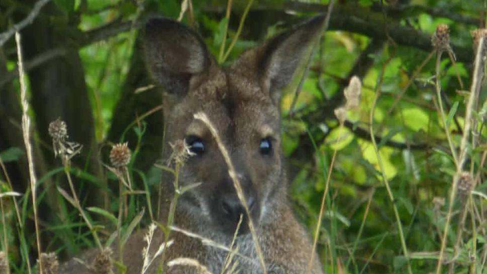 A close up view of the wallaby's face as it sits in a bushy area. He is a light brown colour with some darker patches around its face and it has large ears. 