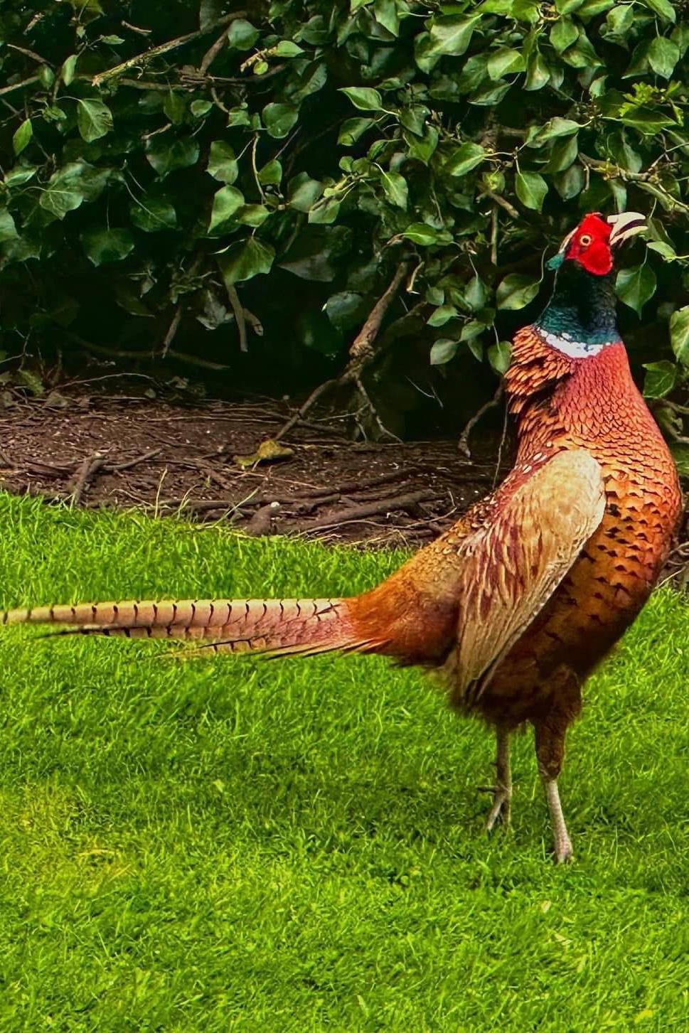 The pheasant is stretching its neck high. It is brown with red feathers around its eye and green and white feathers on its head. It is standing on grass. 