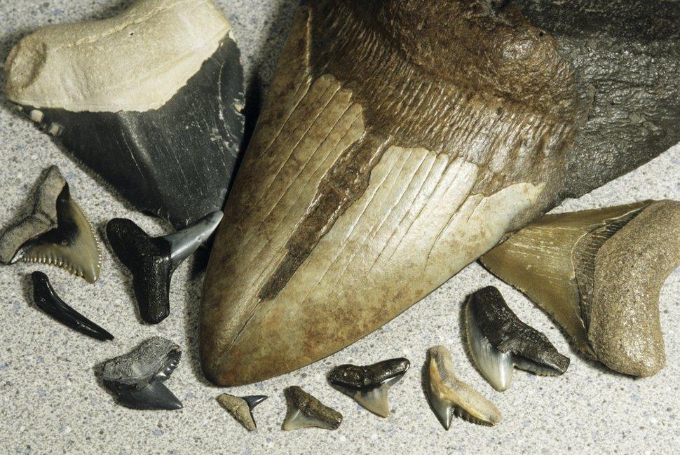 A selection of shark teeth - three are much larger than the others