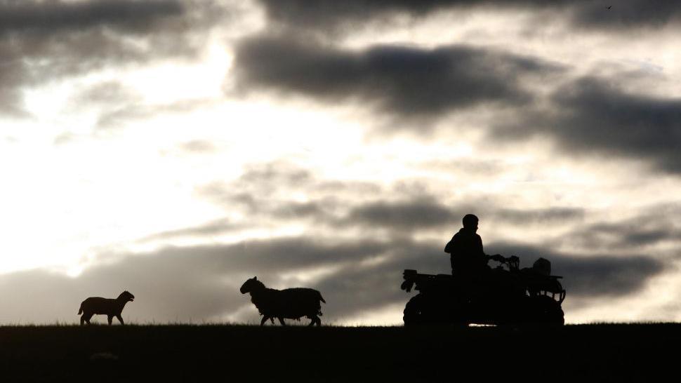 Farmer on 4x4, silhouetted next to a lamb and an adult sheep.