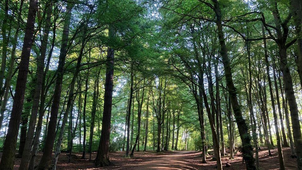 Leafy tall trees surround a path through the woods.