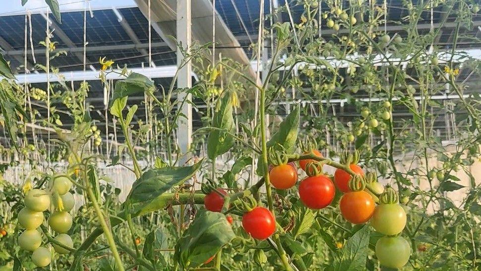 Tomatoes on a vine, some green some red and behind solar panels suspended on pillars.