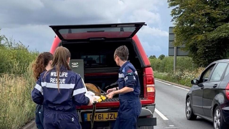 Three wildlife rescuers hold a bed with a deer lying on top of it. They load the bed into the back of a red truck on the side of a road.
