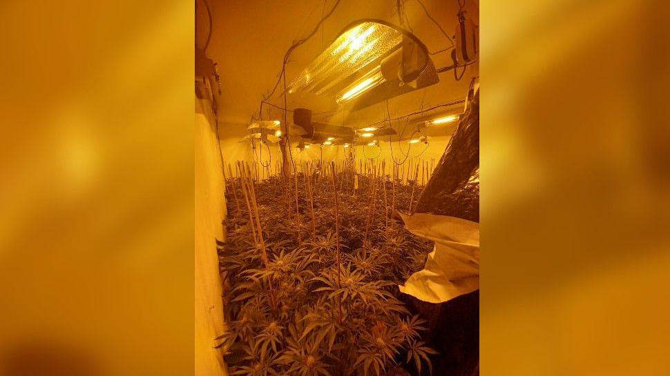 A room full of tall cannabis plants. Several lamps are hanging from the ceiling and shining on the plants.