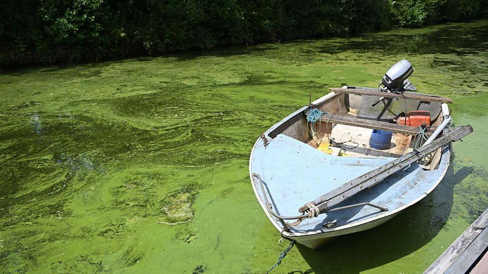 A small boat with a blue bow sits in water that is bright green in colour.