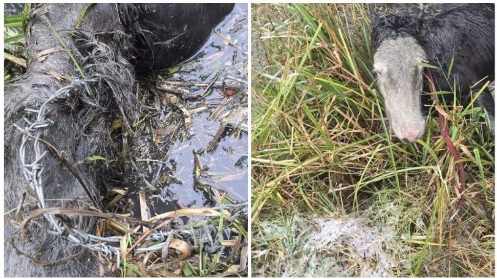 two pictures, the first showing a horse's leg in water with barbed wire wrapped around its black fur. The other shows a pony with a white head and black body standing in deep grass