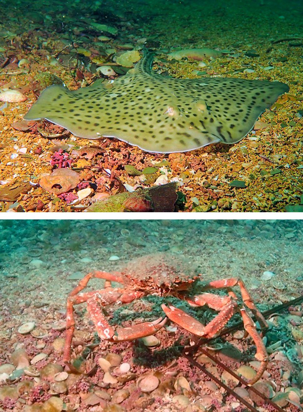 Two images on top of each other, showing a spotted skate on maerl and a Spider crab