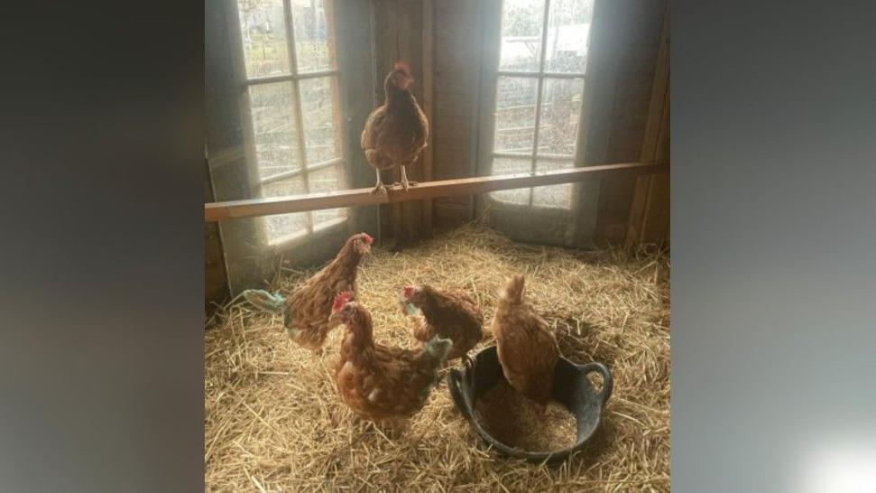 The five brown hens inside their hen house. One of the hens is standing on wooden plank above the other four, three of which are walking around and one has its head in an iron bowl feeding on seed. The ground is covered in straw and two windows behind the wood-perched hen reveals a farmyard behind.