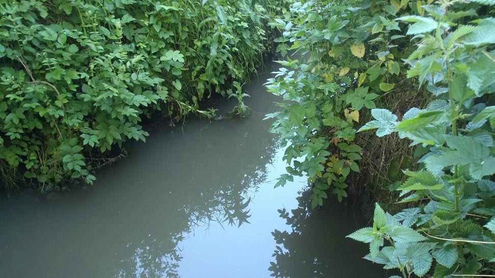 A murky-coloured river where raw sewage was pumped and lined by green shrubs