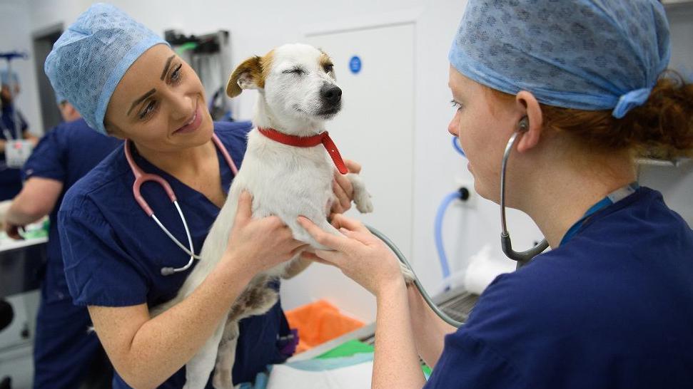 Two female vets wearing blue scrubs and blue scrub hats holding a dog up to check its pulse with a stethoscope. The dog has its eyes closed, it is white and light brown small town. Jack russell type dog. It is also wearing a red collar. 