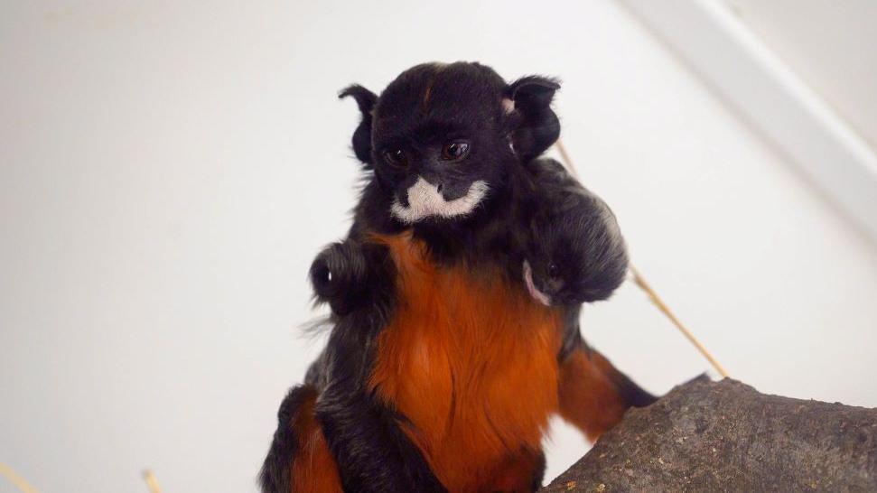 A white-lipped tamarin monkey