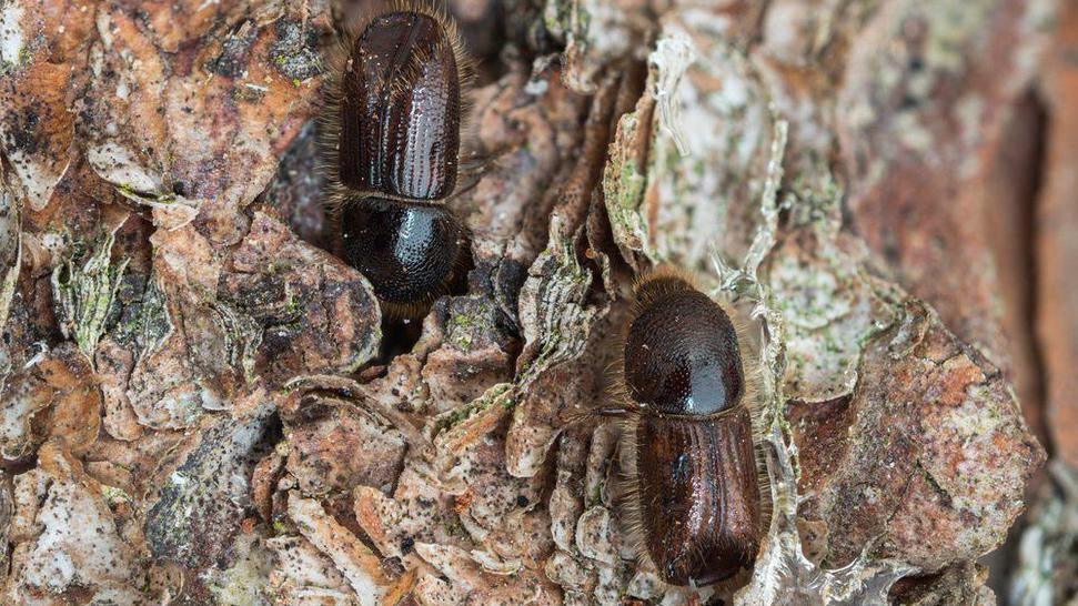 The Ips typographus, or larger eight-toothed European spruce bark beetle