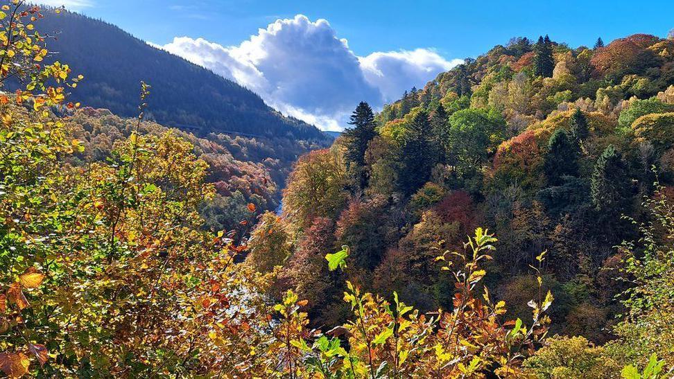 Autumnal trees in a densley packed forest cover a valley. a single cloud sits in a blue sky.