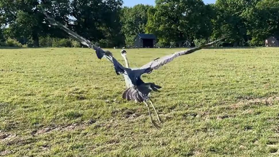 An image of the heron taking off after it was nursed back to health.