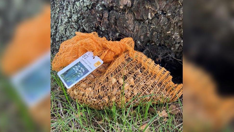 An orange net bag containing dozens of snowdrop bulbs with a label of the variety