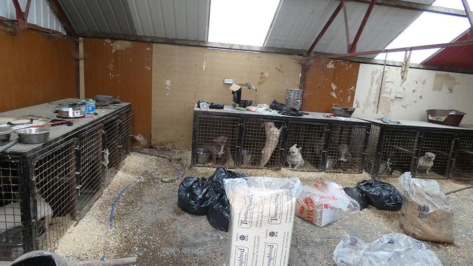 Several dogs kept in a number of small metal cages in an outhouse which is littered with black bags and other items.