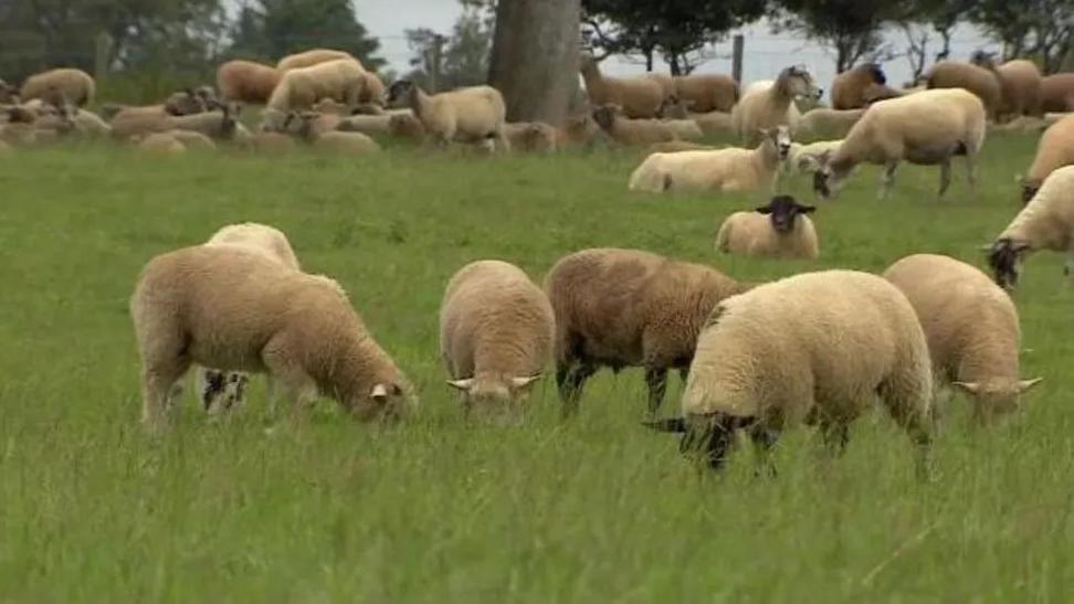 A herd of sheep grazing in long luscious grass.