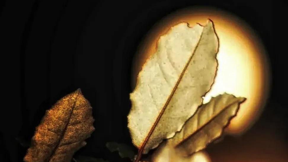 A leaf is seen in the foreground ahead of the Moon which is bright orange in the background