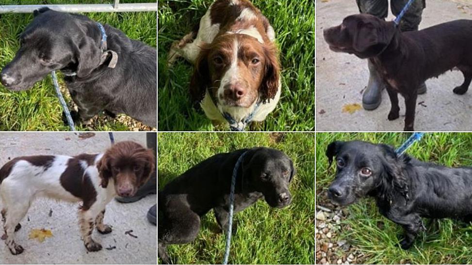 A collage made of six separate photos, one of each dog. Three of the dogs are black, two are brown and white and one is dark brown. The dark brown one and two of the black ones look like Labradors and the others look like Springer Spaniels.