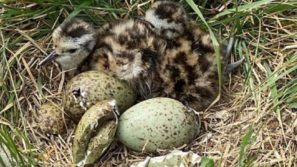 Curlew chicks sit on grass next to some of their remaining eggs