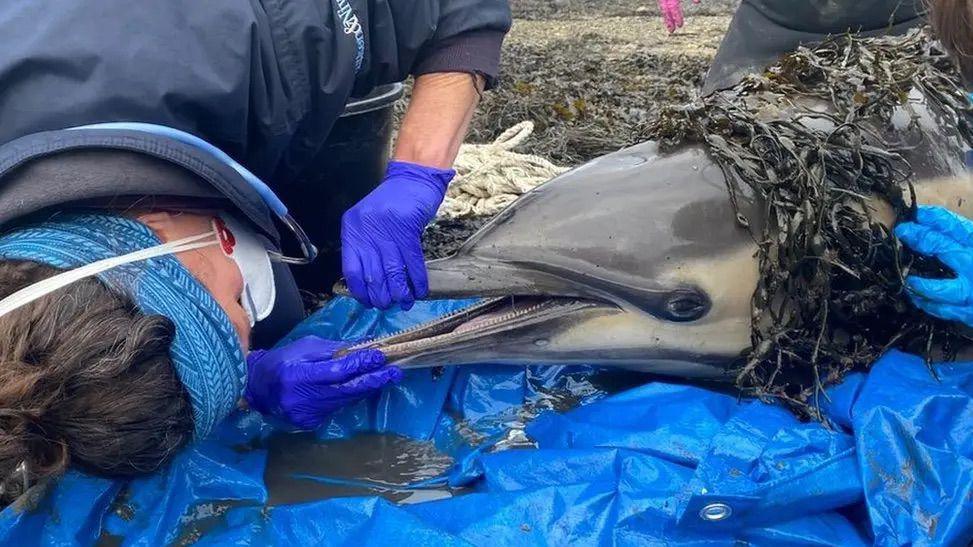 A woman, on the left, has her hair in a bun, wearing a blue headband, blue gloved and a navy blue coat. One the right is a dolphin with seaweed on its head. They are both on a blue tarp. The woman is holding the dolphins mouth open. 