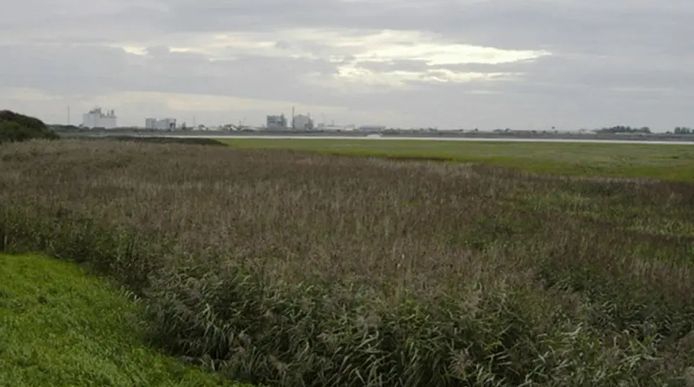 An overgrown field in Thornton-Cleveleys with a grey overcast sky