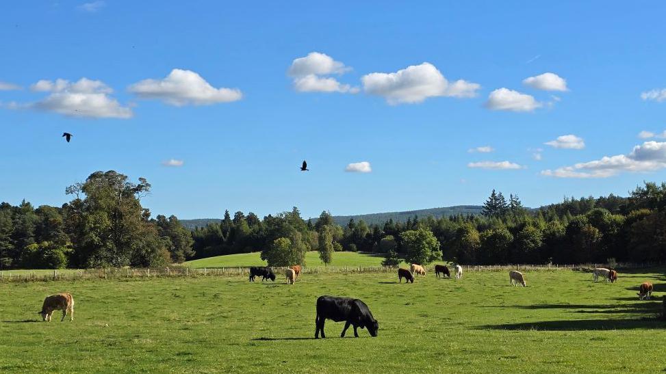 Cattle grazing in a field surrounded by trees. Two birds fly overhead