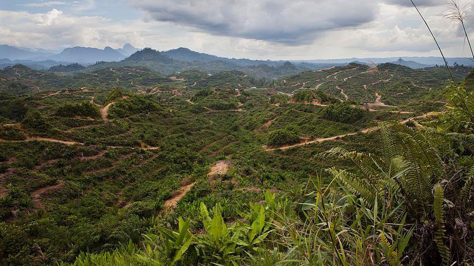 A view showing deforestation of the mountainous terrain in the Limbang area of Sarawak, Borneo