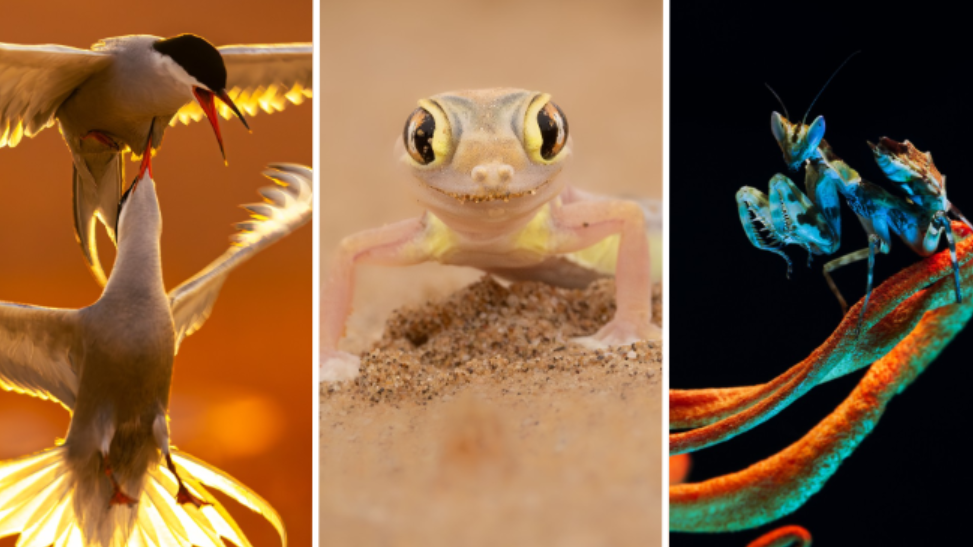 Two white-cheeked terns, Namib sand gecko and a flower praying mantis. 