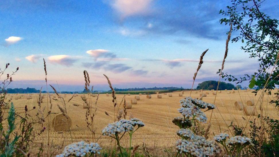 Round hay bales, golden in colour, sit in a field and stream away into the distance. In the foreground are white flowers.