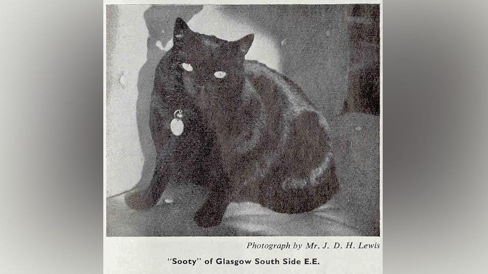 A short-haired black cat wearing a collar and tag sits upright on a sofa