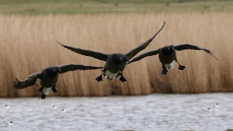 Three Flying Brent Geese