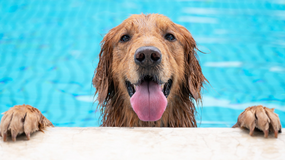 A wet labrador with its tongue hanging out rests its paws on the side of the pool.