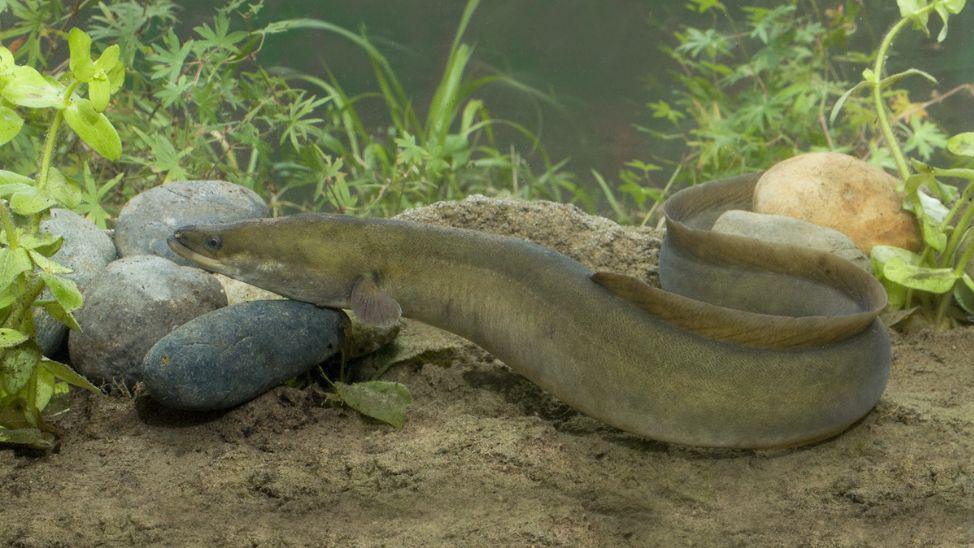 A European eel underwater.