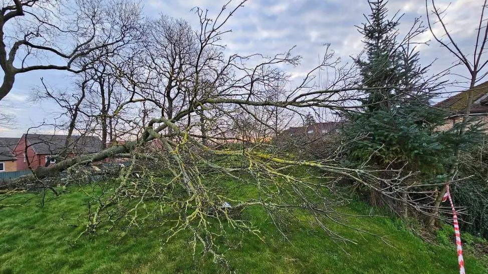 Felled lime tree outside Wakefield Hospice 